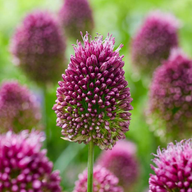 Allium 'Sphaerocephalon'